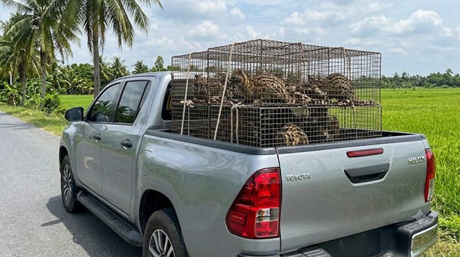 Cách vận chuyển Cầy Hương an toàn