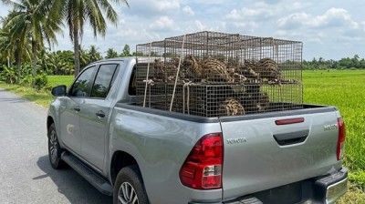 Cách vận chuyển Cầy Hương an toàn