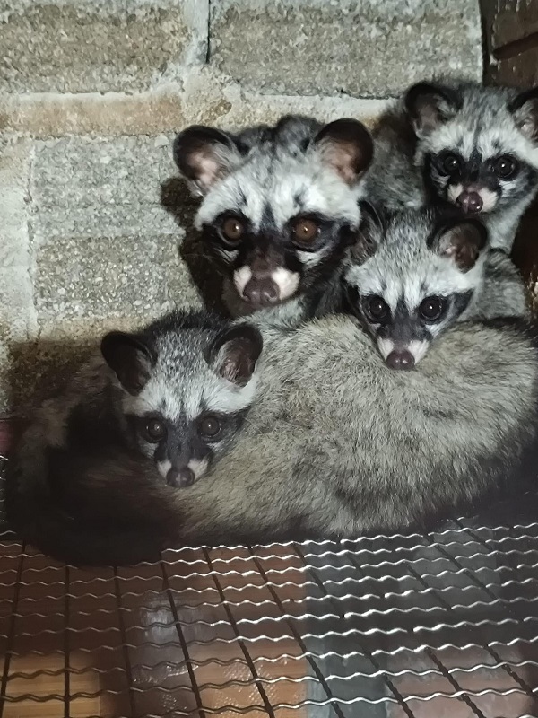 Chồn Hương sinh sản bao nhiêu lứa một năm ?