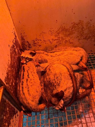 Cầy Hương hay mắc bệnh gì vào mùa đông ?