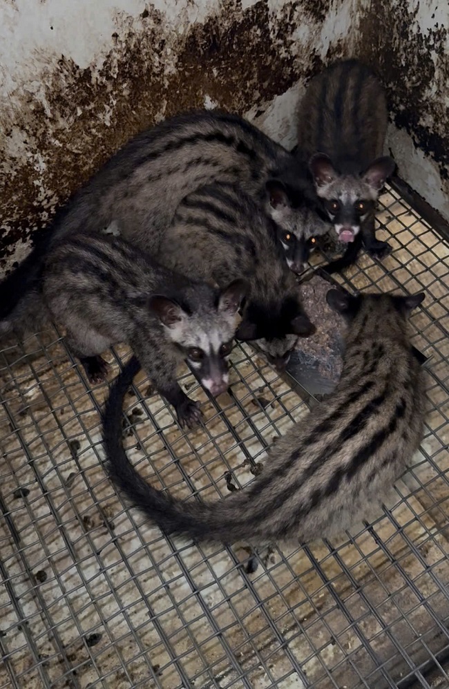 Vỡ nợ vì nuôi Cầy Hương