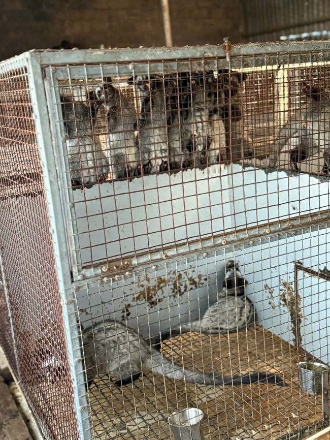 Bệnh thiếu Canxi trên Cầy Hương