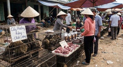 Thị trường chăn nuôi Cầy Hương bao lâu sẽ bão hòa?