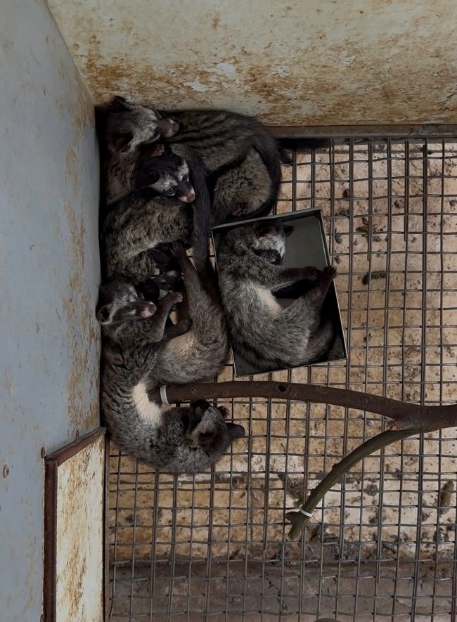 Cách nuôi bộ cầy hương non