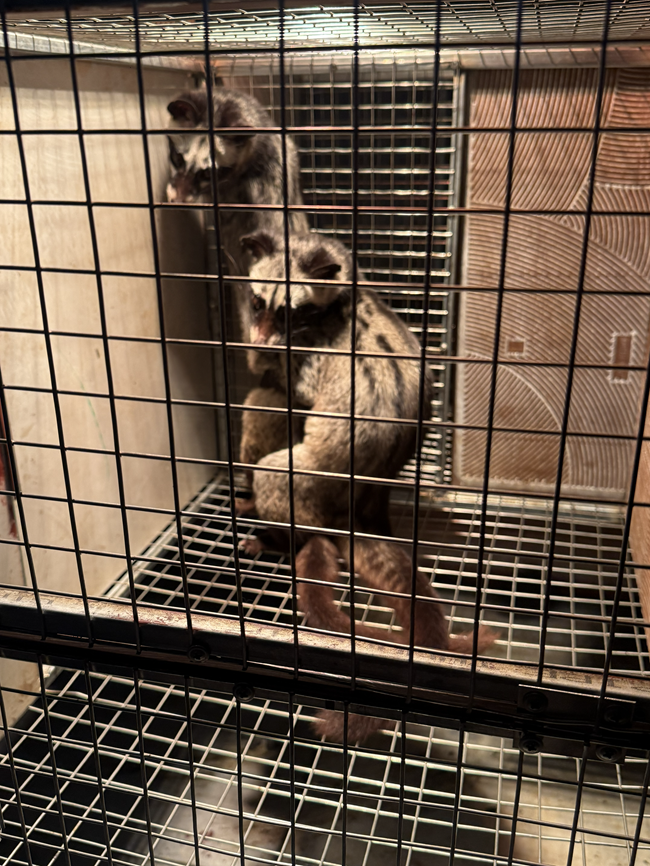 Hướng Dẫn Chăn Nuôi Cầy Hương Kinh Tế