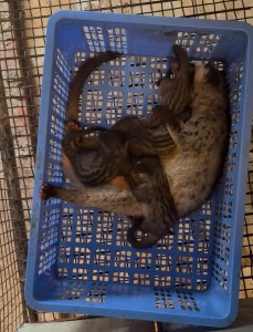 Những Lỗi Thường Gặp Khi Nuôi Cầy Hương Con