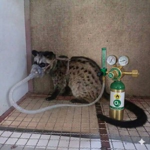 Những bệnh thường gặp ở Cầy Hương và cách phòng ngừa