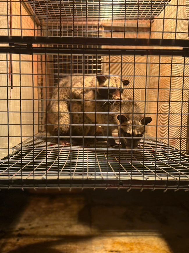 Cầy Hương phối giống như thế nào?