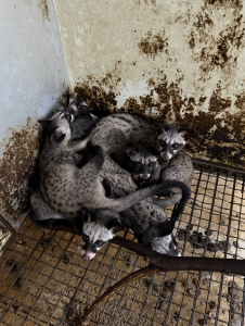  Sử dụng Men Tiêu Hóa giúp Cầy Hương phát triển