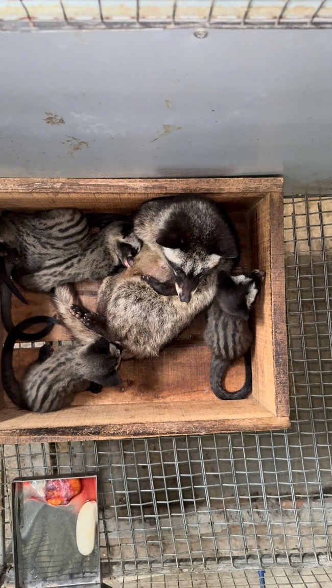 Khởi nghiệp chăn nuôi Chồn Hương bắt đâu như thế nào?