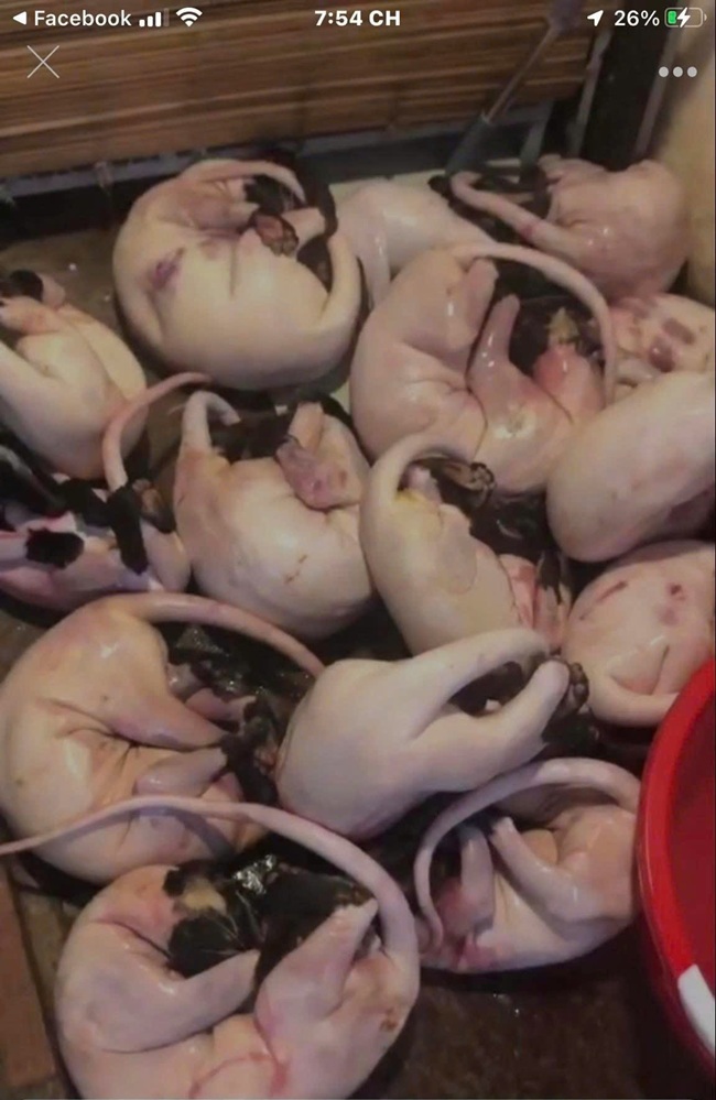 Care đã xóa sổ nhiều trại Cầy Hương lớn trong năm 2026