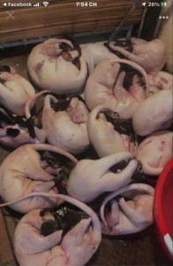 Care đã xóa sổ nhiều trại Cầy Hương lớn trong năm 2026