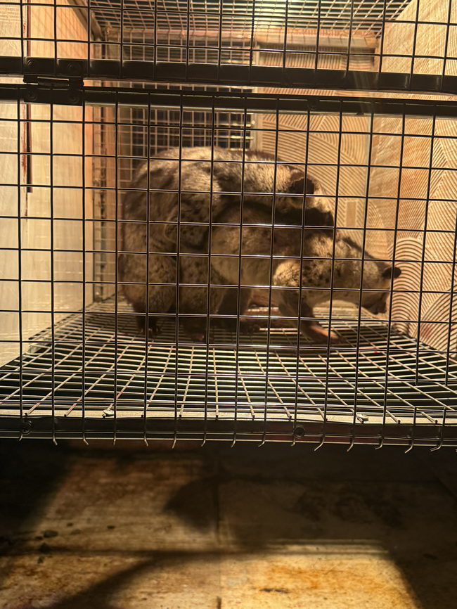 TOP 5 lý do dẫn đến phá sản khi chăn nuôi Cầy Hương