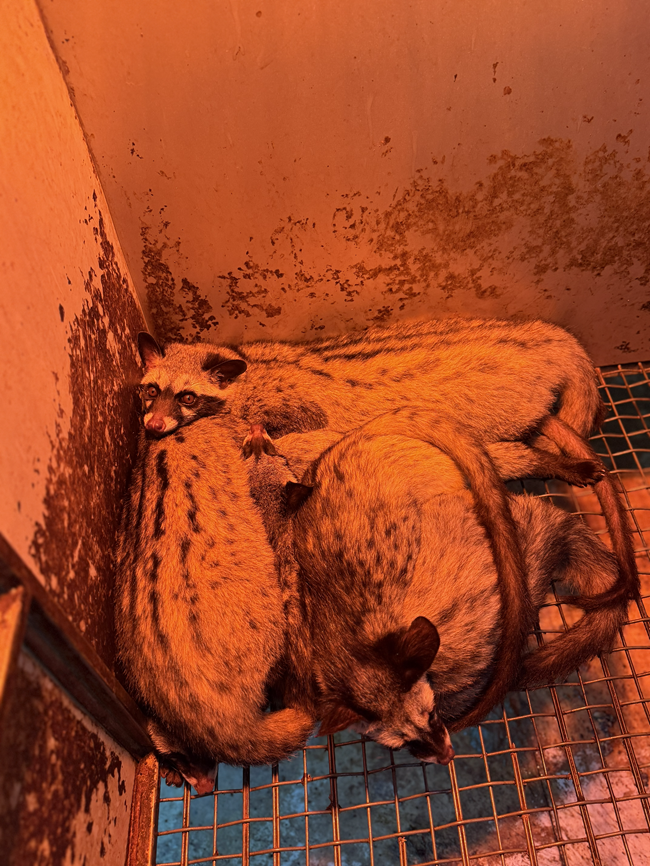 Bí quyết chăn nuôi cầy hương vào mùa đông