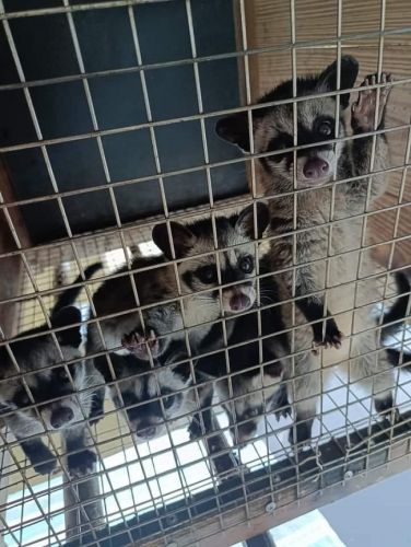 Xạ Hương của Cầy Hương thường dùng để làm gì?