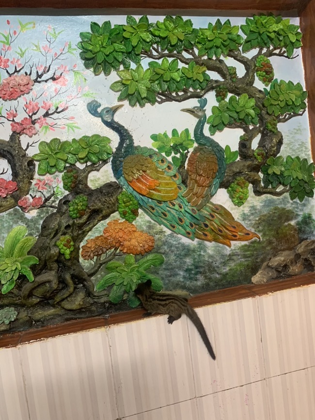 Nuôi chồn hương có phải tiêm phòng không ?