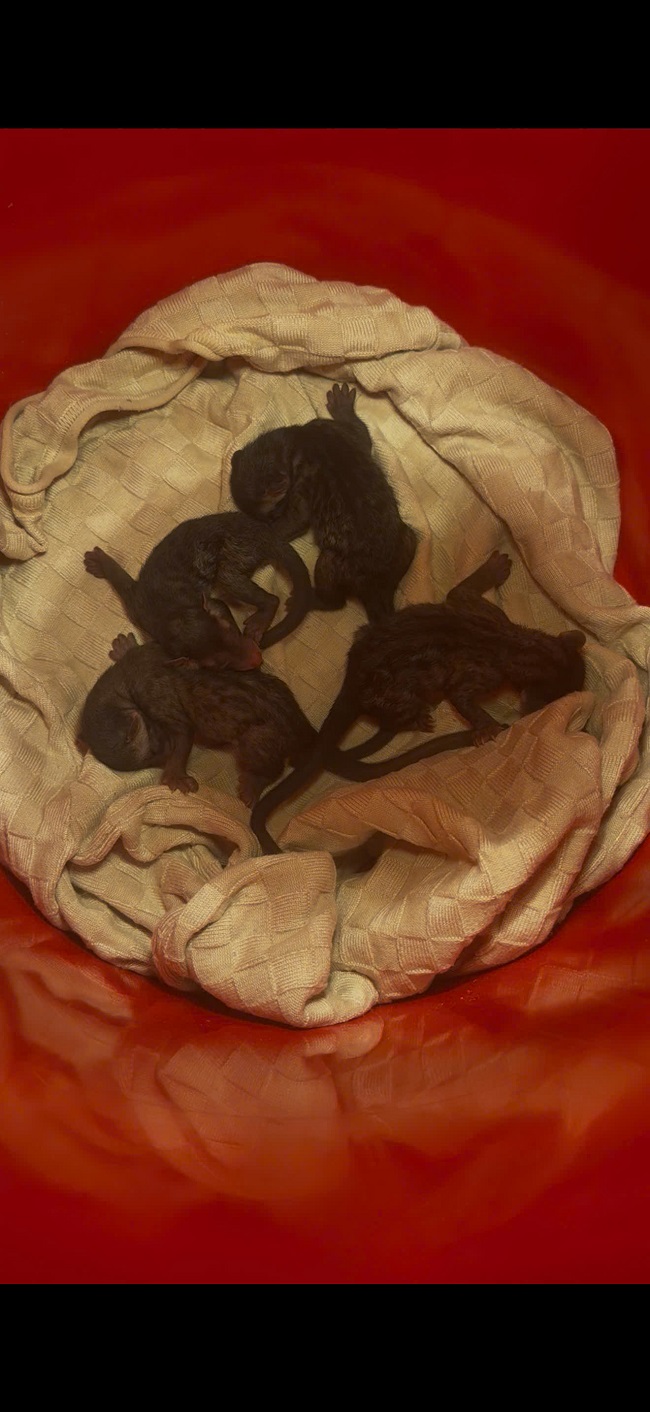 Chồn mẹ nuôi con cần chăm sóc như thế nào?