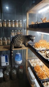 Đông Trùng Hạ Thảo trong chăn nuôi Cầy Hương