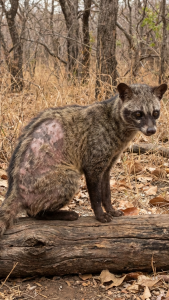 Bệnh ký sinh trùng , rụng lông trên cầy hương