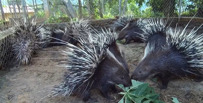 So sánh Cầy Hương có bão hòa như Nhím ngày xưa không?