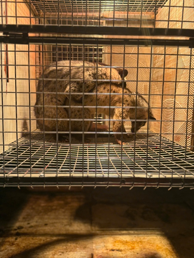 Bệnh thường gặp ở cầy hương