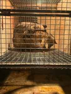 Bệnh thường gặp ở cầy hương