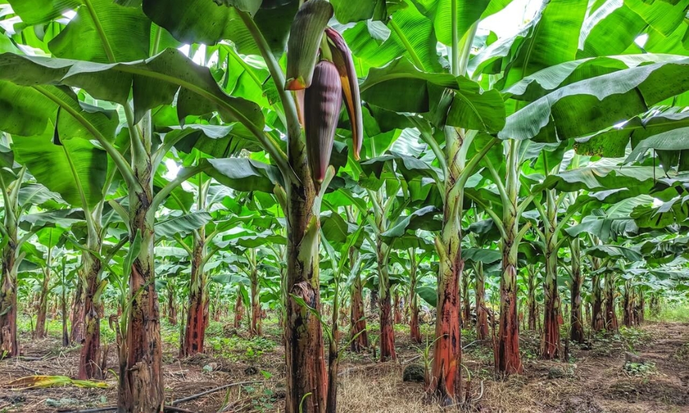 Thức ăn chính của Cầy Hương là gì?