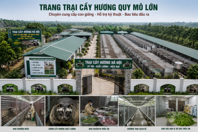 Trang trại Cầy Hương uy tín cần minh bạch những thông tin nào?