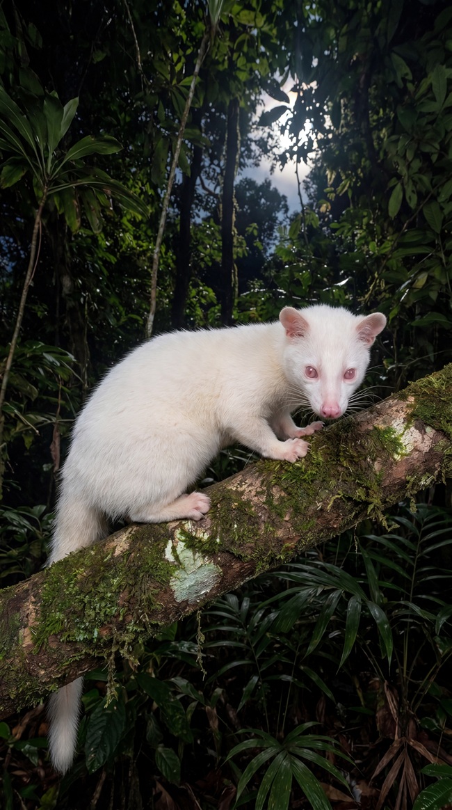 Tại sao chăn nuôi cầy hương cần yên tĩnh