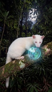 Nên sát trùng chuồng trại Cầy Hương theo định kỳ