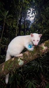 Bệnh care trên cầy hương nguy hiểm như thế nào